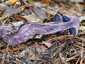 Sötétlila pókhálósgomba (Cortinarius violaceus), Őrség